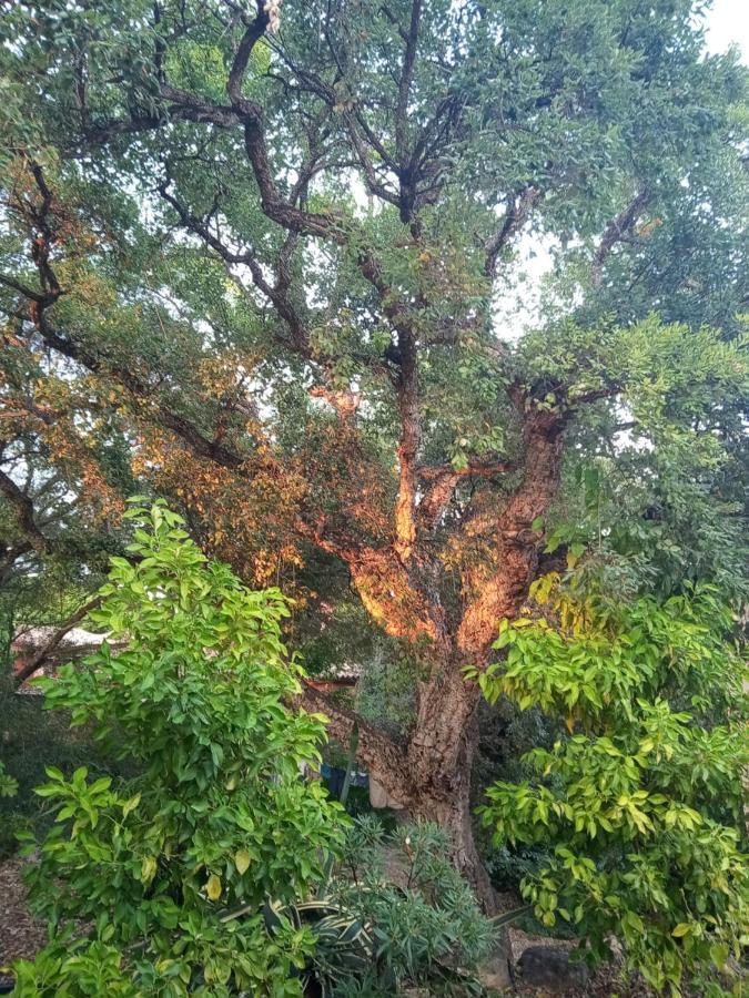 Sotogrande. Estancia Privada En Plena Naturaleza Zewnętrze zdjęcie